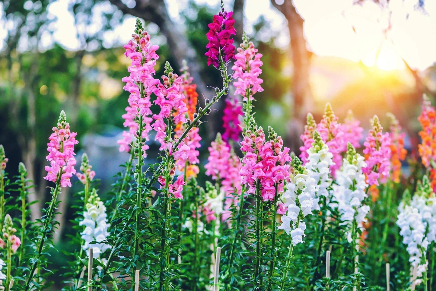 Snapdragon Seeds - 250+ Count - Vibrant Antirrhinum majus Garden Flowers - Made in USA