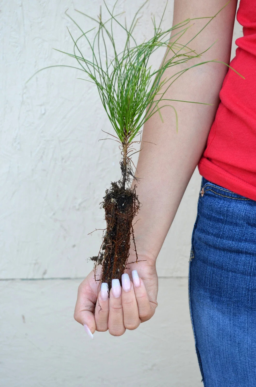 Red Pine Tree Seedling 3-5 Inches, Pinus resinosa, Hardy Conifer for Landscaping & Reforestation