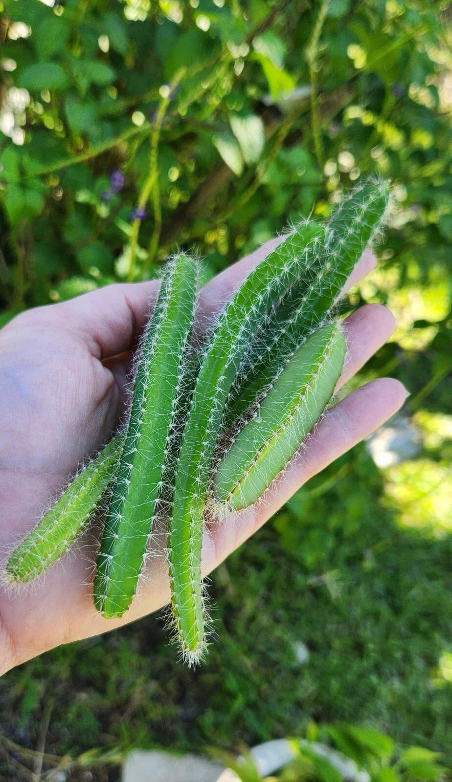 Fresh Cuttings Dog Tail Cactus (Aporocactus flagelliformis) - Set of 4 Succulent Plants