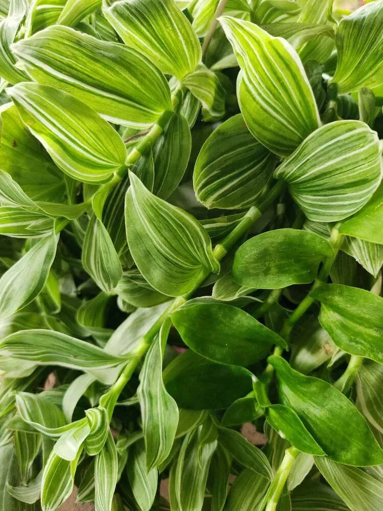 Tradescantia Sanna 'White Zebra' Plant - 4" Pot - Variegated Wandering Jew