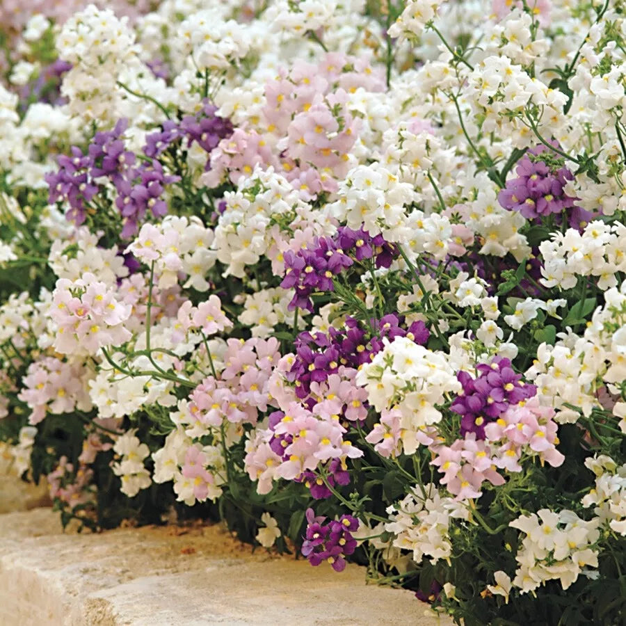 Nemesia Seeds - Organic Perennial Mix for Borders & Containers - Vibrant Blooms - Nemesia strumosa - 200 Seeds