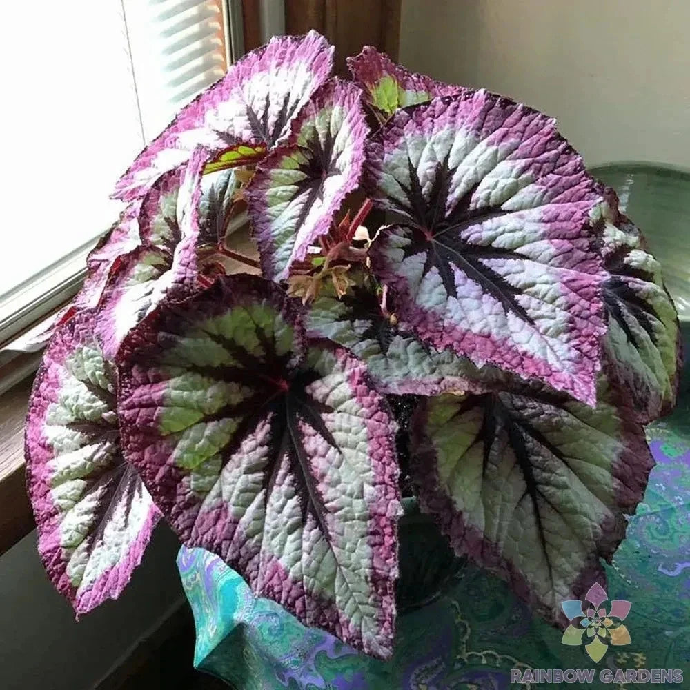Two Tone Purple Rex Begonia Seeds, 25 Pack, Indoor & Outdoor Garden Planting, Begonia rex, Vibrant Foliage