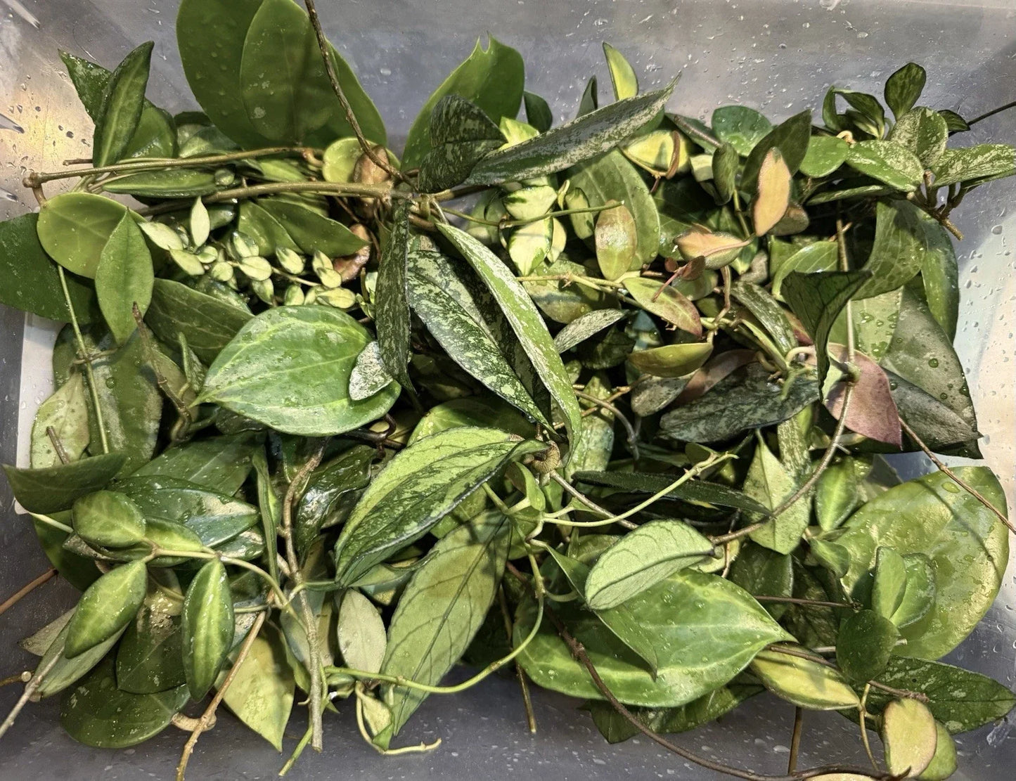 Hoya Cuttings Lot of 6 Uncommon Varieties | Healthy Starter Plants with 3+ Nodes | Hoya spp. Indoor Garden