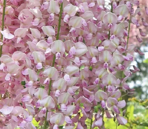 Light Pink Wisteria Seeds - 5 Perennial Climbing Flower Seeds - USA Seller