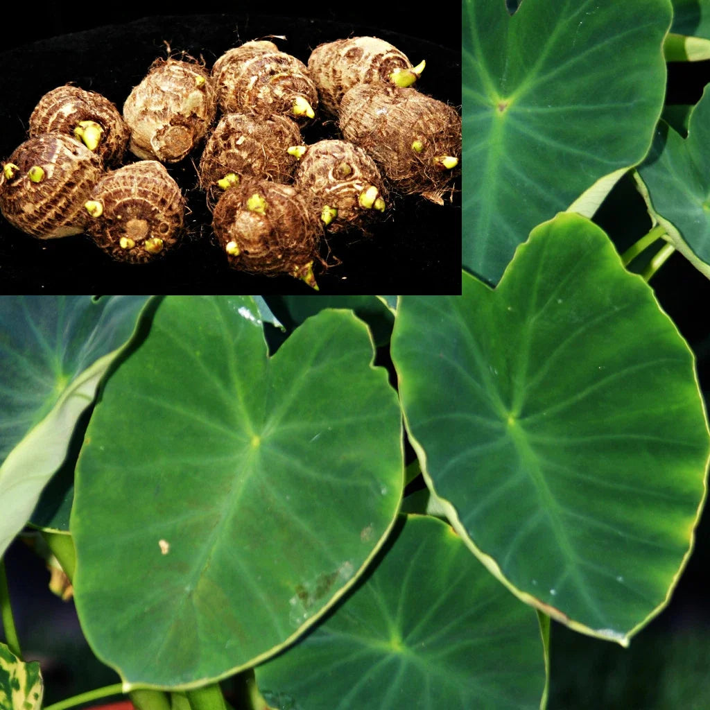 Dwarf Green Taro Bulbs - Edible Tropical Aquatic Plant for Koi Ponds - Colocasia esculenta - 10 Pack