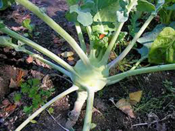 Kohlrabi Seeds 25+ Heirloom Early White Vienna Brassica oleracea