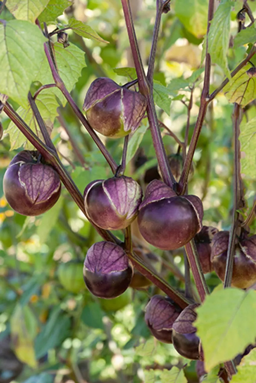 Deep Purple Tomatillo Seeds 50 Ct - Non-GMO Physalis ixocarpa USA Grown