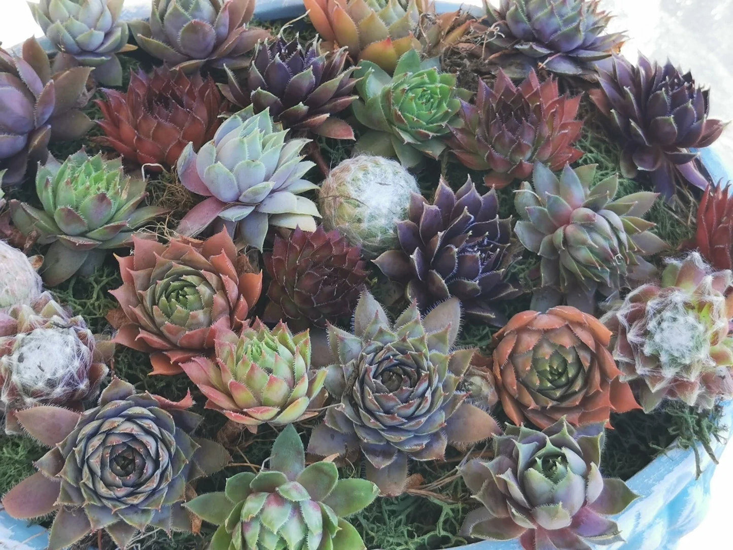 Succulent Plants 9 Varieties Hen and Chick Sempervivum Cold Hardy Indoor Outdoor Garden