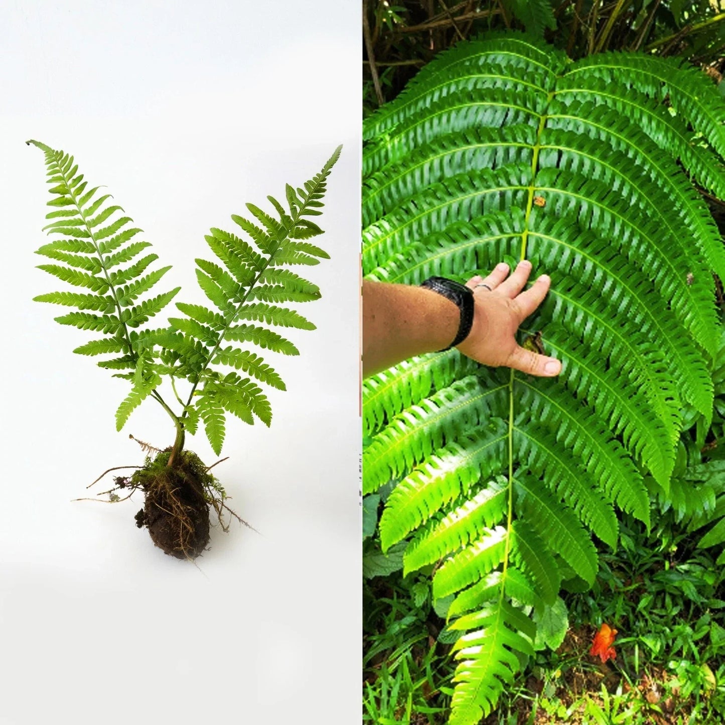 Live Cyathea Horrida Tree Fern - Exotic Rare Plant with Big Leaves for Indoor/Outdoor Decor