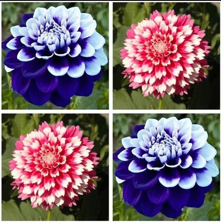 Dahlia Seeds 20pcs Varying Colors Perennial Flowers Dahlia pinnata Garden Plant, USA Seller
