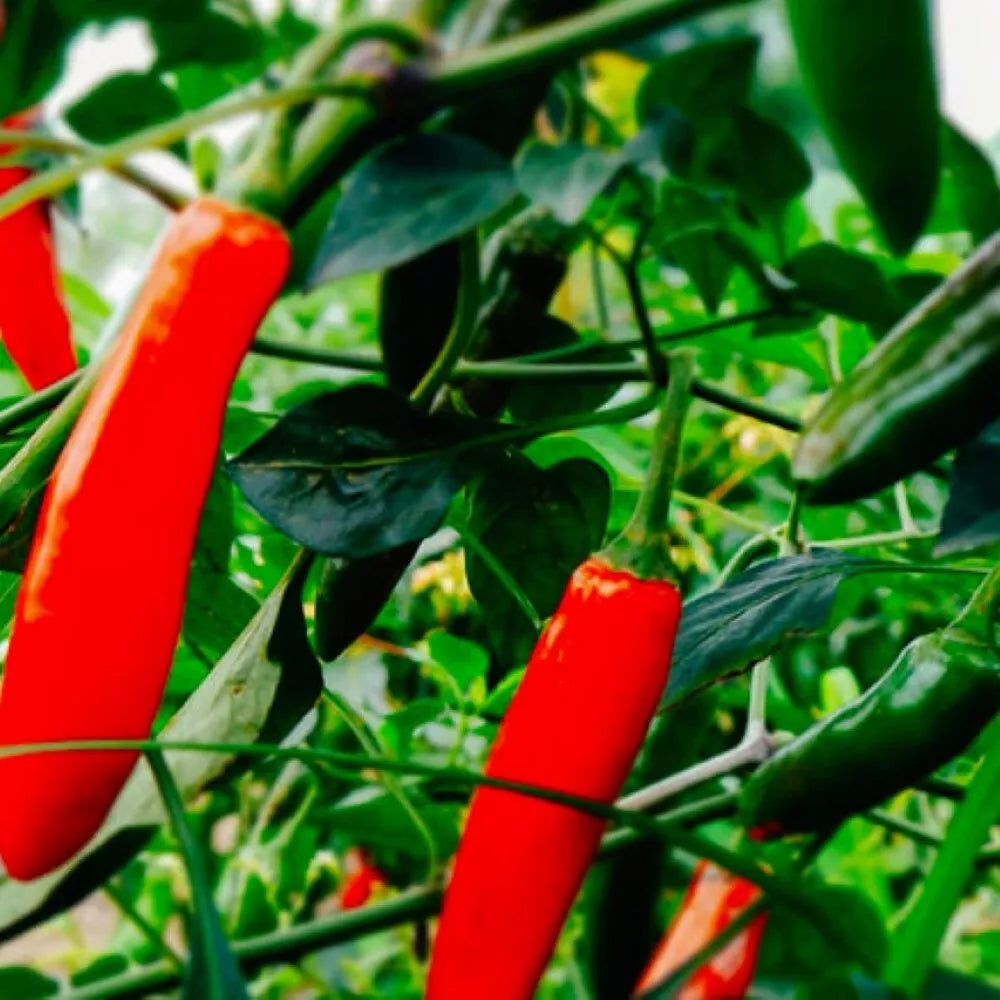 Serrano Hot Pepper Seeds | Heirloom NON-GMO Capsicum annuum | Fresh Garden Seeds