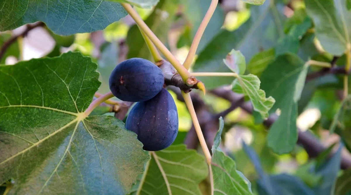 LSU Purple Fig Seeds – 100+ Ficus carica Garden Planting for Fresh Figs, Easy to Grow, USA