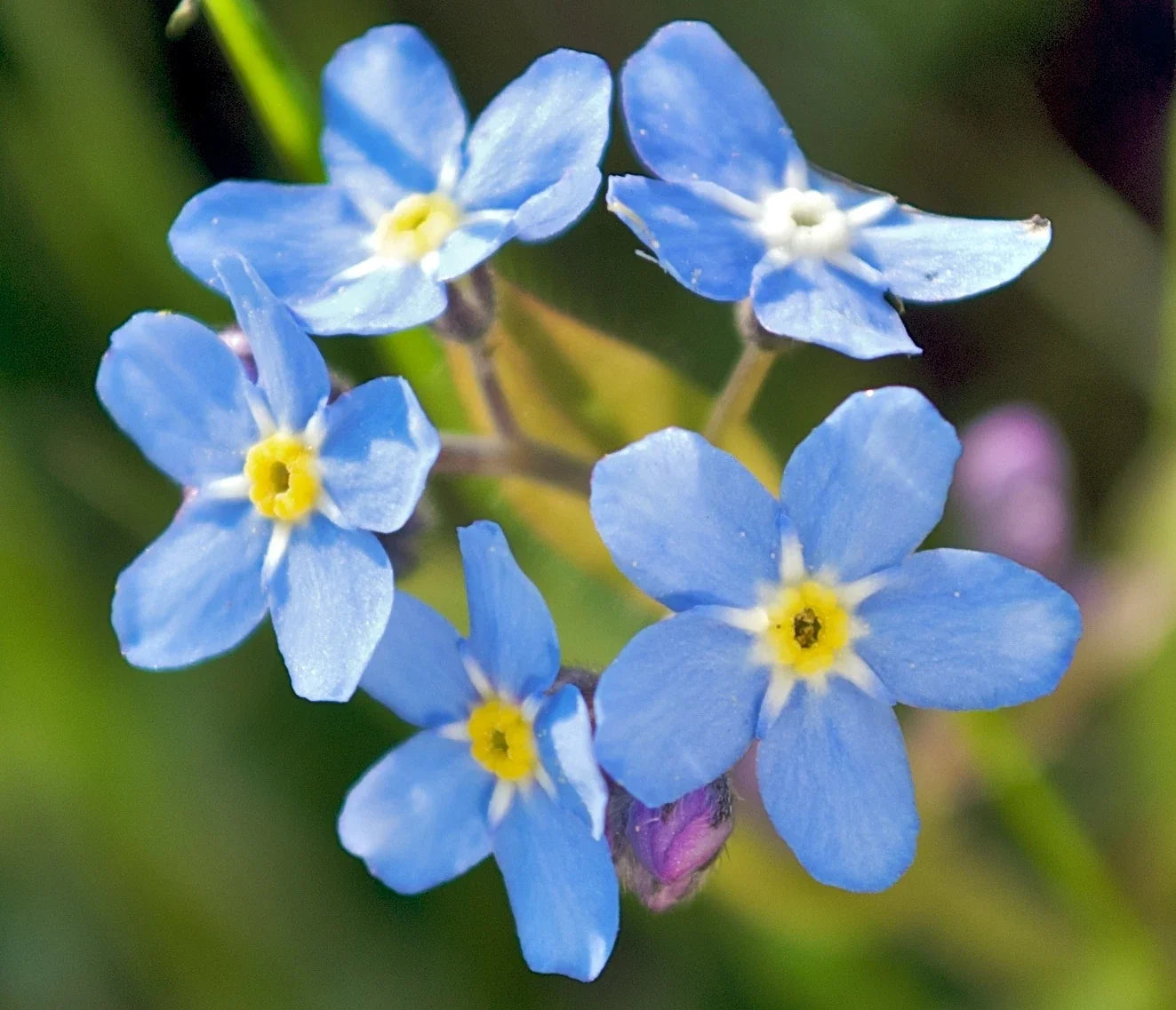 Forget Me Not Flower Seeds - 100 Seeds - Blue Blooms - Myosotis spp. - Easy to Grow, Non-GMO, Garden & Wildflower Planting
