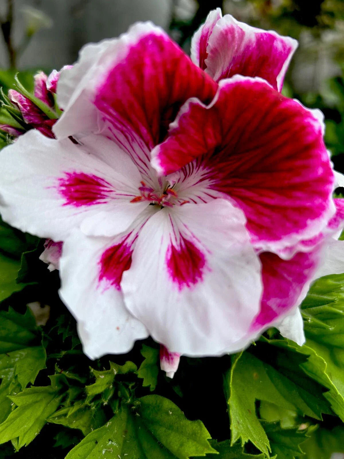 Geranium Starter Cuttings White Purple Perennial Pelargonium 2 Cuttings