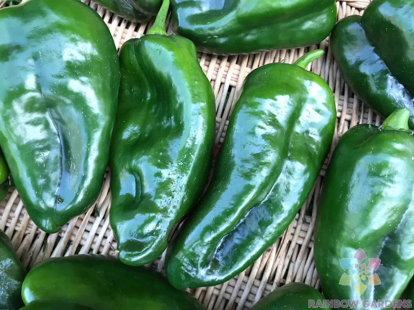 Ancho Poblano Hot Pepper Seeds - 25+ Pack, Capsicum annuum, Gourmet Culinary, Garden Planting, Non-GMO, Easy to Grow