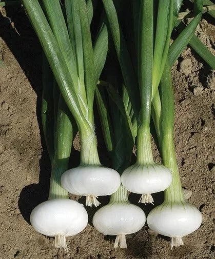 Cipollini Onion Seeds - 200+ Organic Heirloom Yellow Sweet Onions - Allium cepa