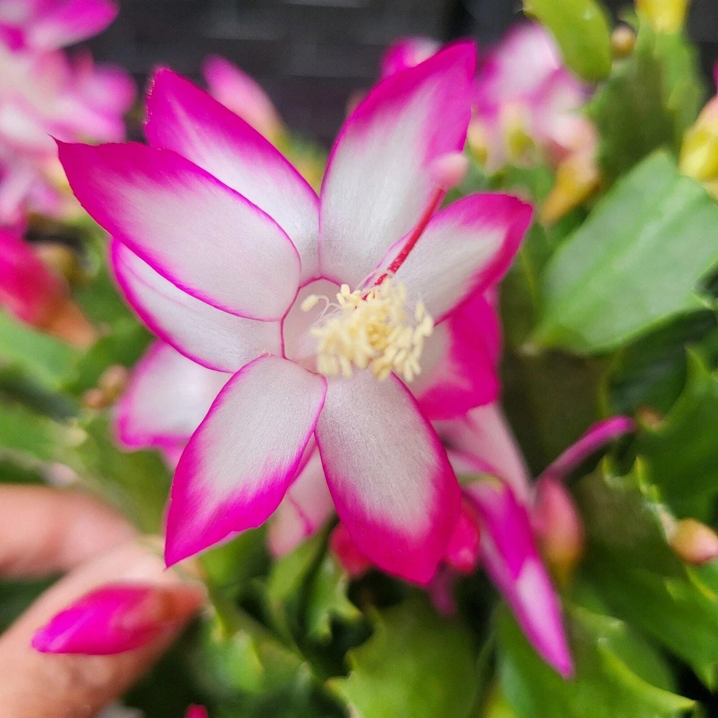 Holiday Thanksgiving Cactus Plants, 3-Pack, Schlumbergera truncata, Indoor Succulents, Colorful Blooms