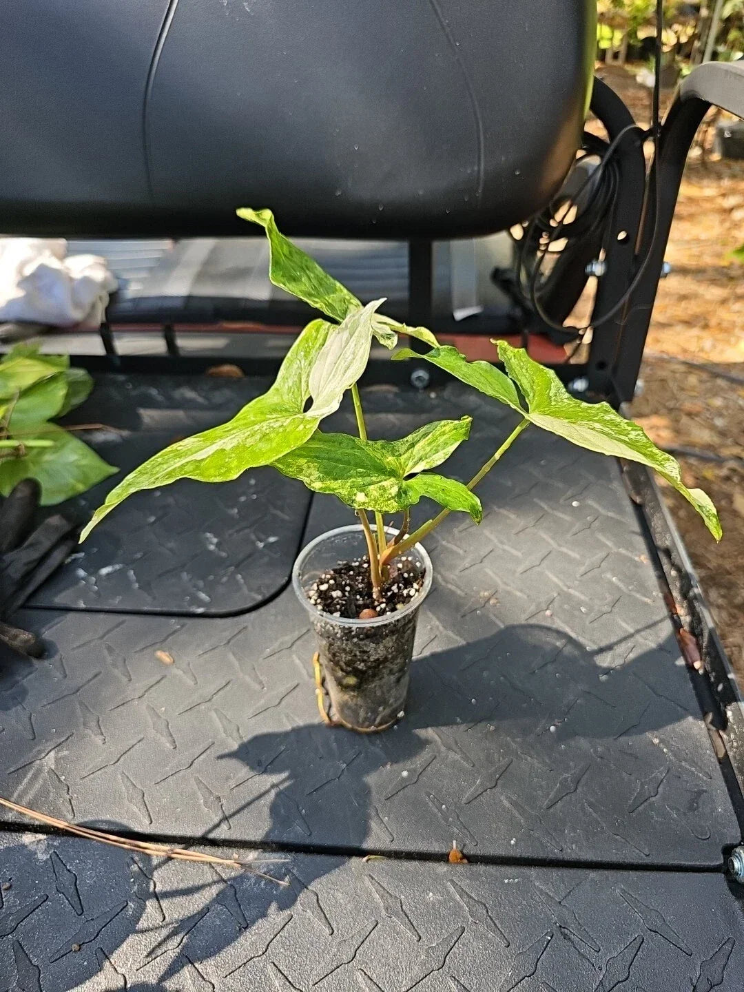 Syngonium Podophyllum Albo Variegata Plant - Variegated Green and White Foliage in 3" Pot