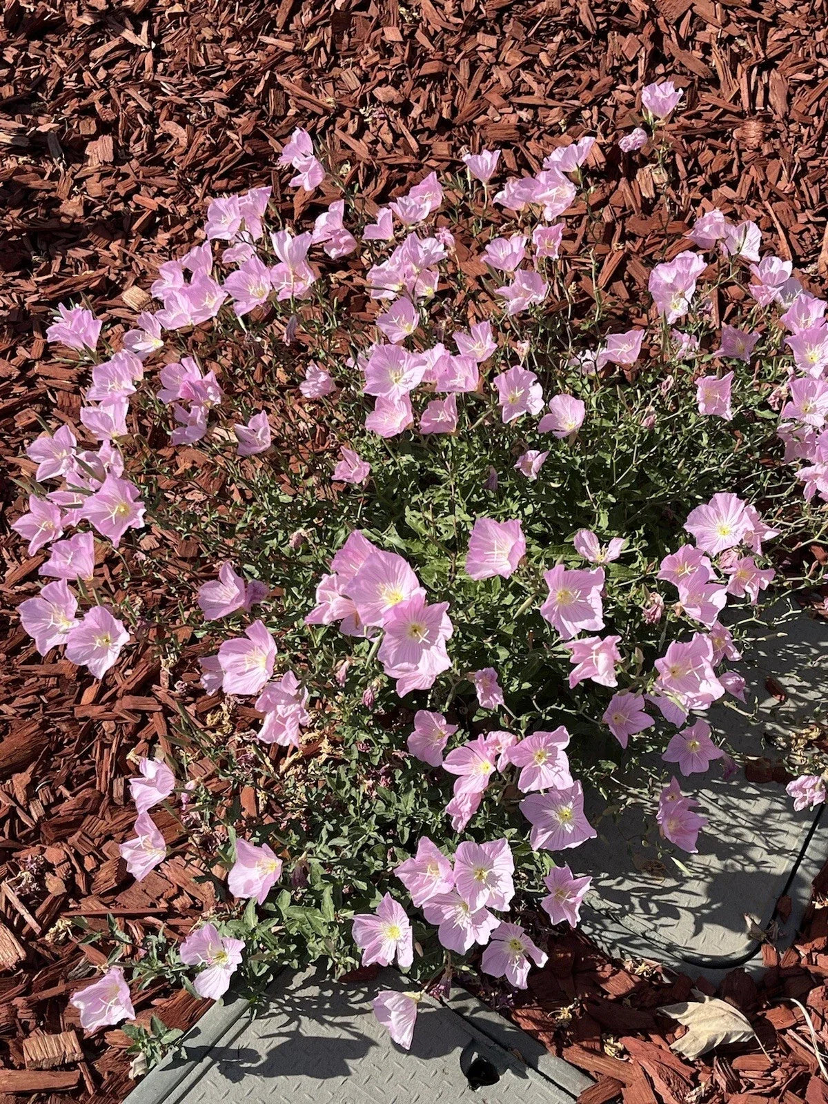 Showy Evening Primrose Seeds - 500+ Pink Flowers, Amapola, Mexican Primrose, Oenothera speciosa Seed Packet