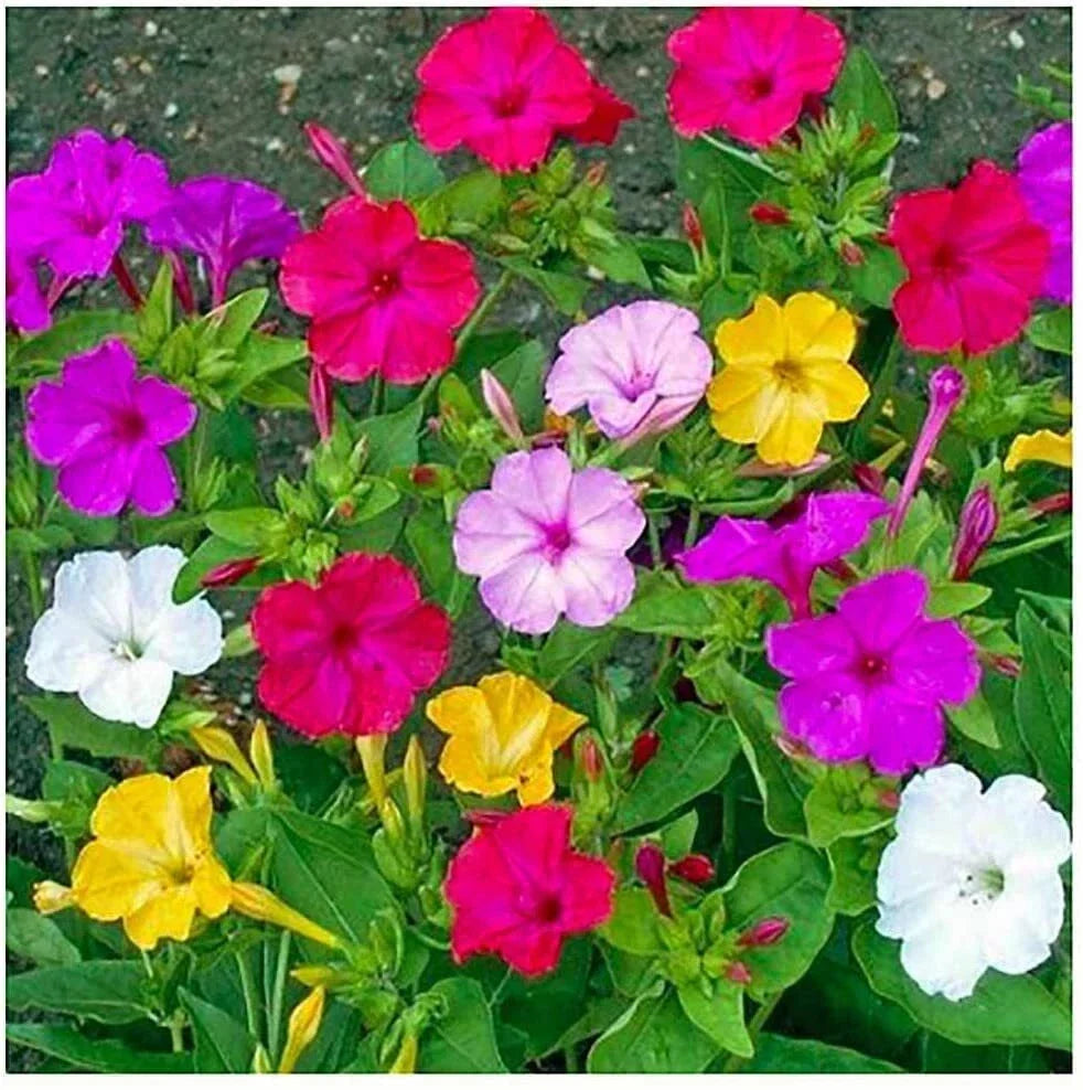 Mixed Four O'Clock Seeds - 100+ Count | Mirabilis jalapa Tender Perennial