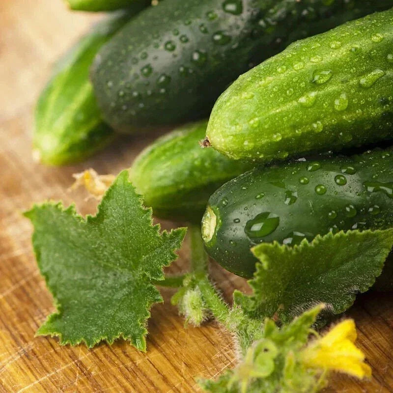 Non-GMO Long Green Improved Cucumber Seeds for Home Garden - Cucumis sativus