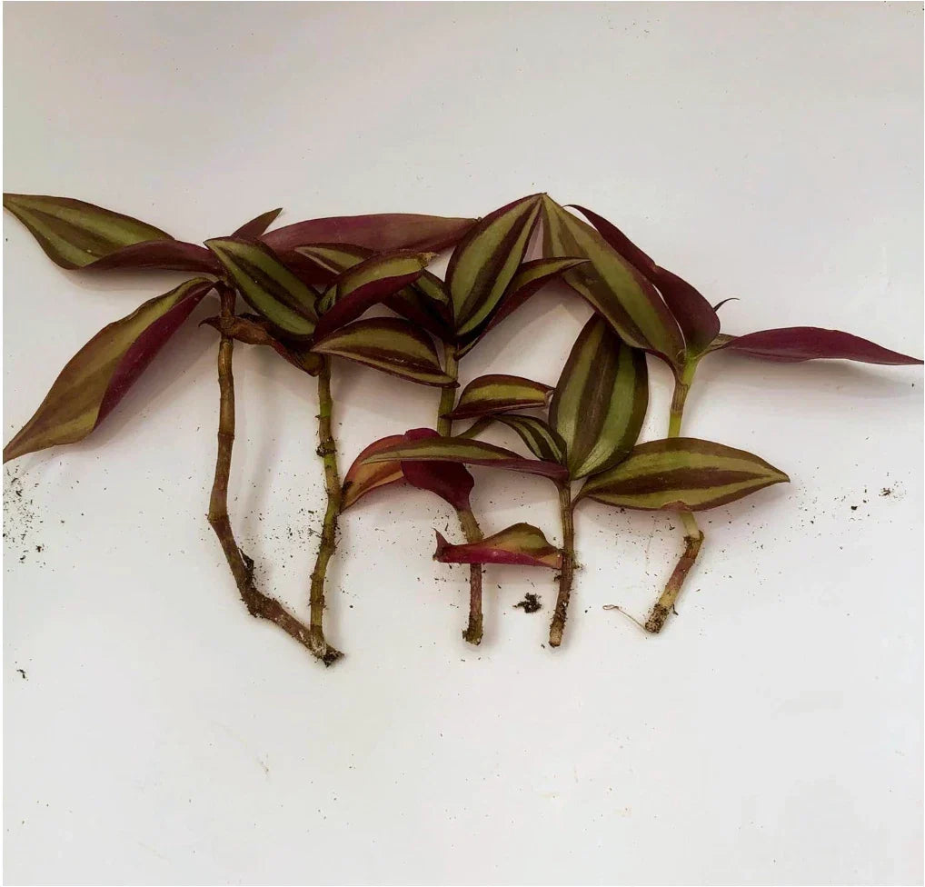 Zebrina Silver Wandering Jew Cuttings - Tradescantia zebrina - 5 Cuttings in 2" or 4" Pot - Easy Care Indoor Plant