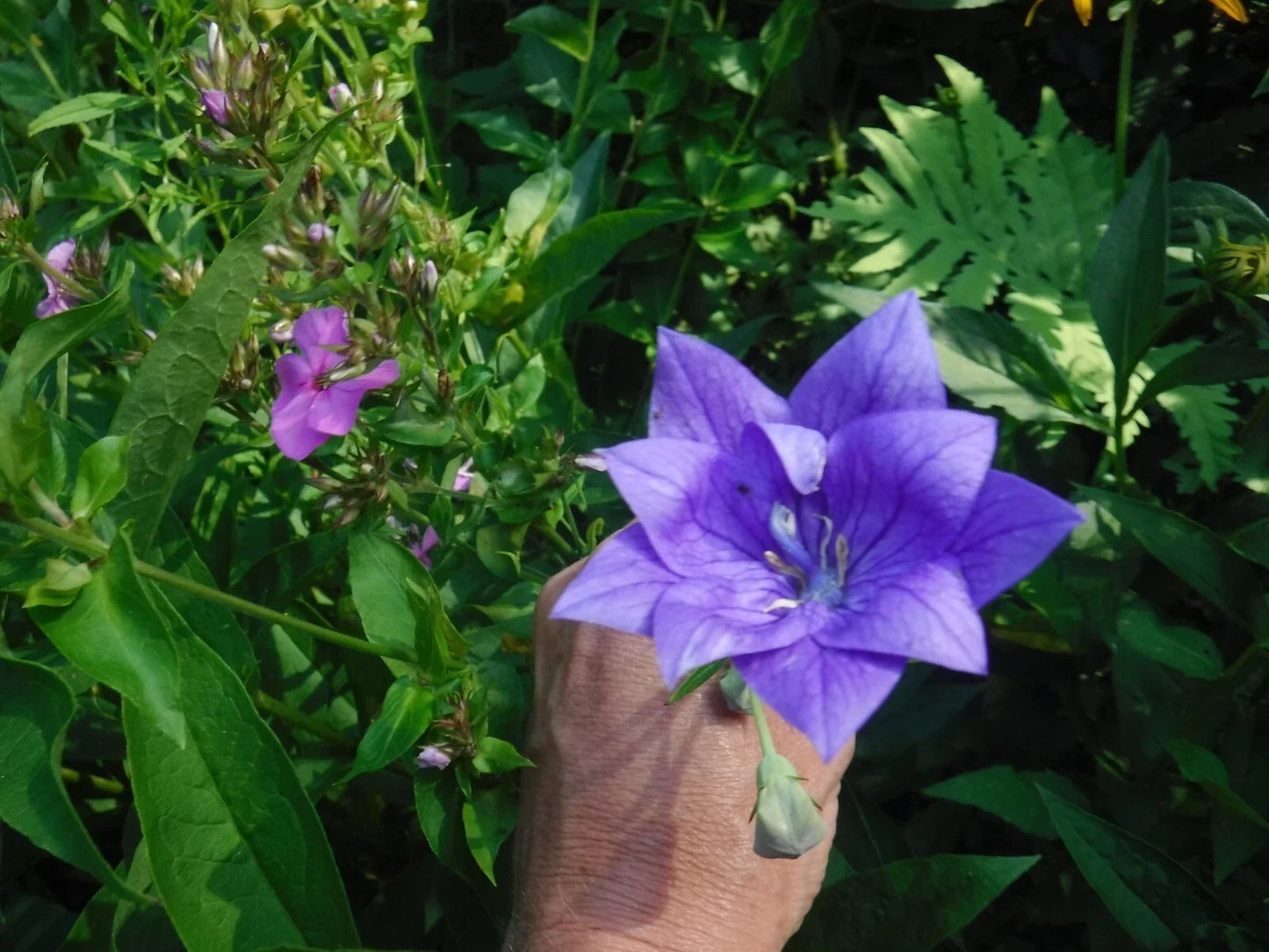 Balloon Flower Seeds Mix - 35+ Perennial Seeds - Blue, Pink, White Blooms - Platycodon grandiflorus