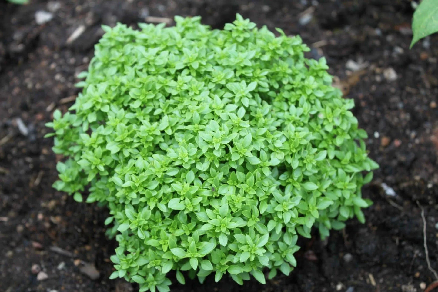 Spicy Globe Basil Seeds - 100 Pack - Compact Globe-Shaped Culinary Herb - Ocimum basilicum 'Spicy Globe'