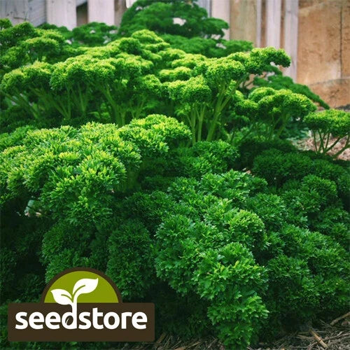 Triple Curled Parsley Seeds | Herb Seeds for Garden & Culinary Use | Petroselinum crispum | Non-GMO, Heirloom, Free Shipping