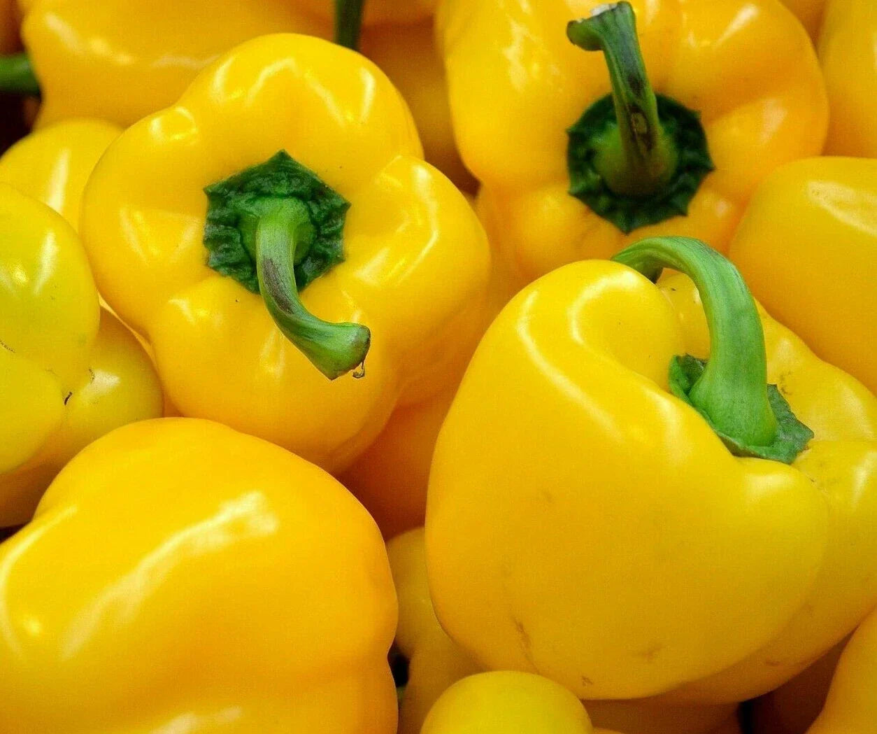 Yellow Bell Pepper Seeds 30+ "Canary" Non-GMO Capsicum annuum