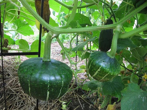 Buttercup Squash Seeds - Turban Shape, Sweet Potato Flavor, Cucurbita maxima, Organic, Non-GMO, 10 Seeds
