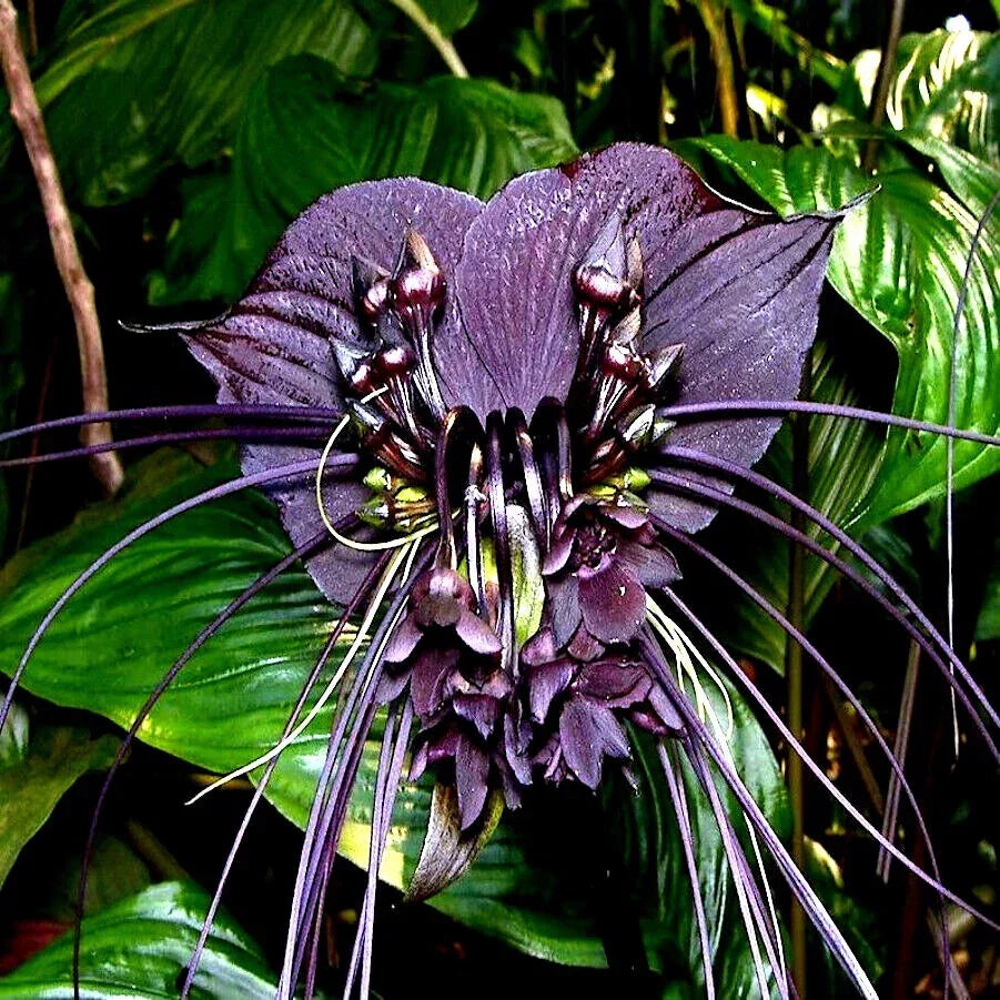 Black Bat Orchid Seeds | Rare Tacca chantrieri for Tropical Gardens & Houseplants