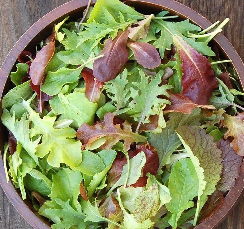 Organic Mesclun Mix Seeds 1oz – Gourmet Lettuce Greens Blend for Container Gardening & Home Gardens