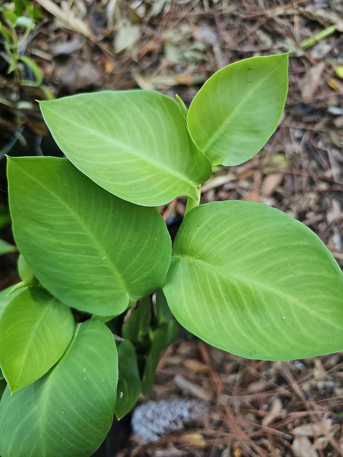 Rhaphidophora hayi Shingling Plant Cutting - One Node Indoor Houseplant - Tropical Greenery - Rhaphidophora hayi