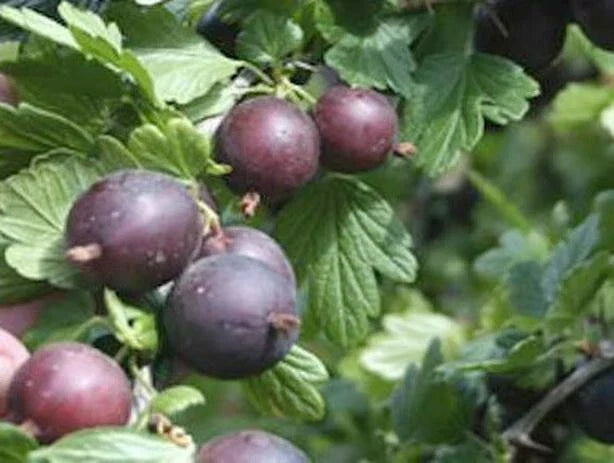 Black Velvet Gooseberry Live Plant - Dormant Rooted Cutting, Hardy Zones 4-7