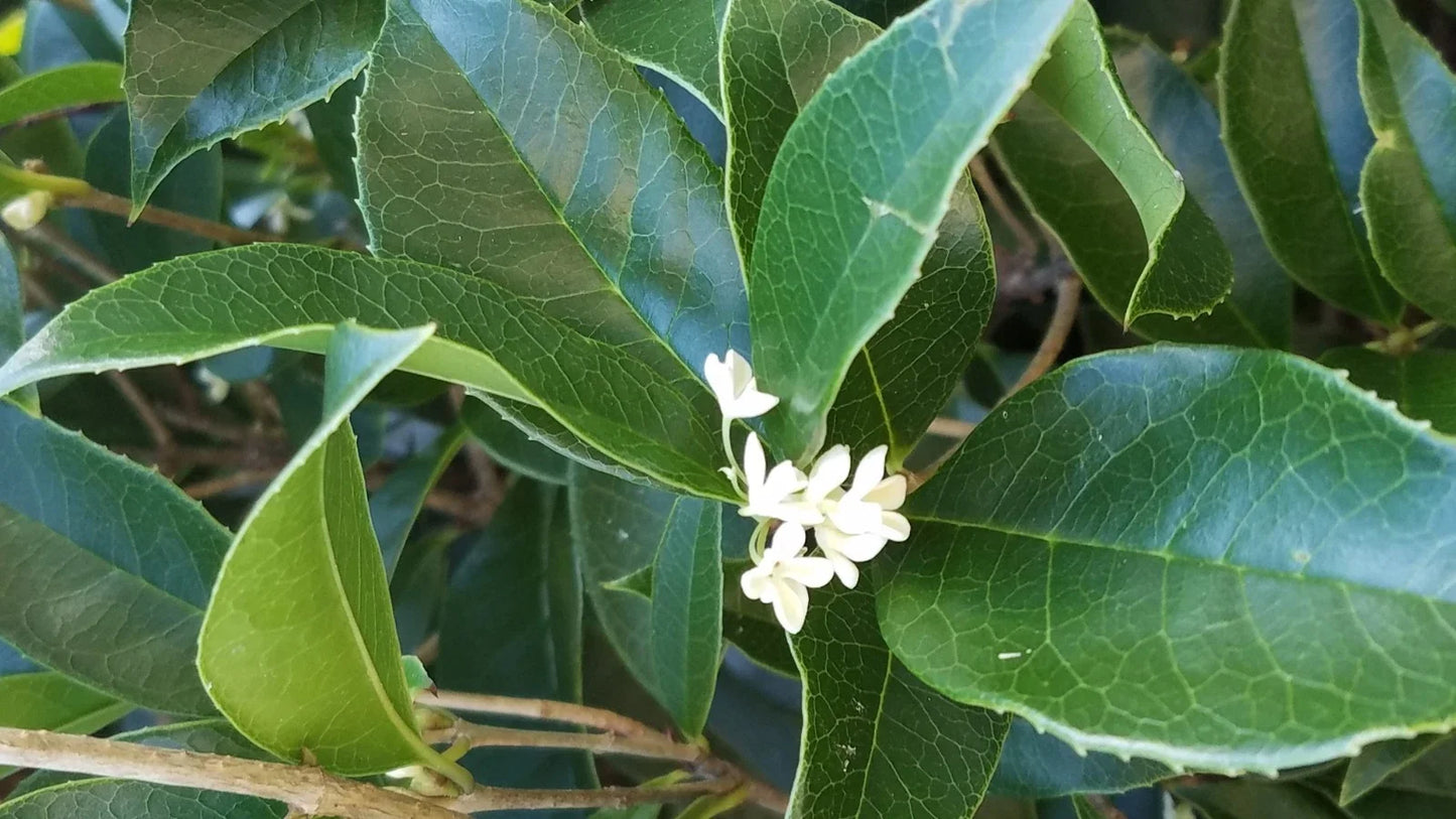 Live Sweet Olive Shrubs, 4-5 Inch Osmanthus fragrans Houseplants, Fragrant Indoor Plants, Rooted Shrubs for Home Decor