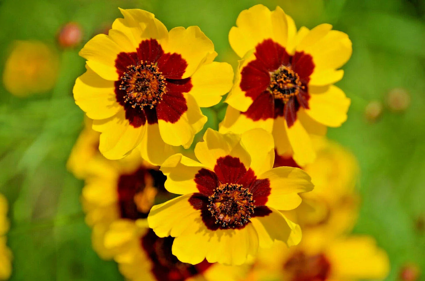 Dwarf Plains Coreopsis Seeds - 2000+ Edible Medicinal Wildflower Seeds | Coreopsis tinctoria