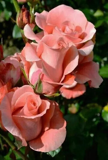 Salmon Rose Seeds - 10 Perennial Flower Seeds - Rosa spp. - US Seller
