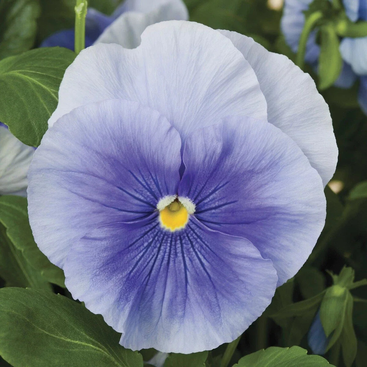 Pansy Seeds Pack - 50 Light Blue Viola tricolor var. hortensis for Garden, Containers, Pollinator Attracting
