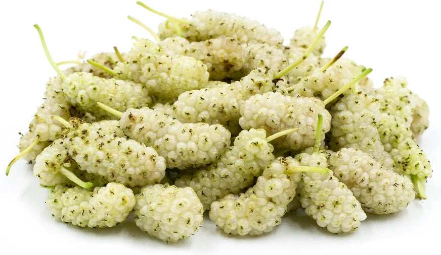 White Mulberry Cuttings 6-8" Morus alba Organic Cold Hardy Tree for Fruit & Wildlife