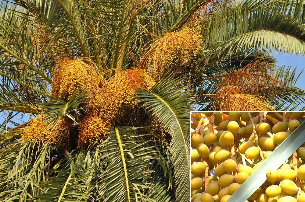 Canary Island Date Palm Tree Seeds, 15 Seeds, Phoenix canariensis, Tropical Drought-Resistant Palm Seed