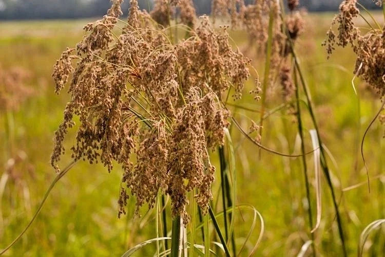 Wool Grass Seeds - 1000+ Count for Wetlands & Marshes - Native Scirpus cyperinus Perennial Plant