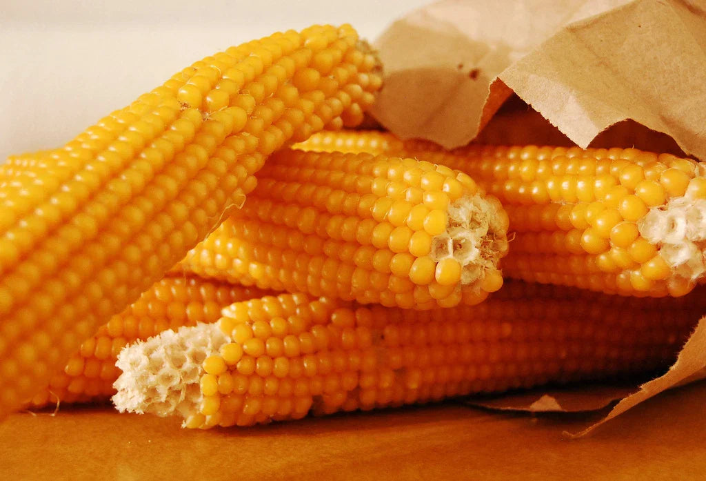 50 Seeds Yellow Popcorn - Zea Mays Everta - Non-GMO Home Garden Seeds
