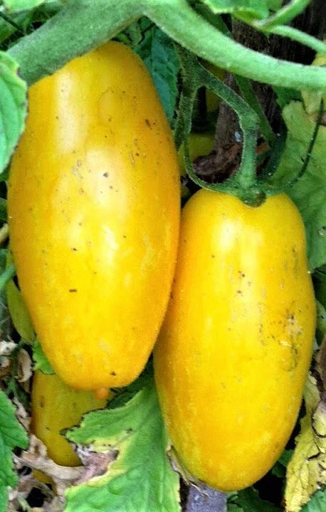 Banana Legs Yellow Tomato Seeds 50 Ct Heirloom Non-GMO for Home Gardening