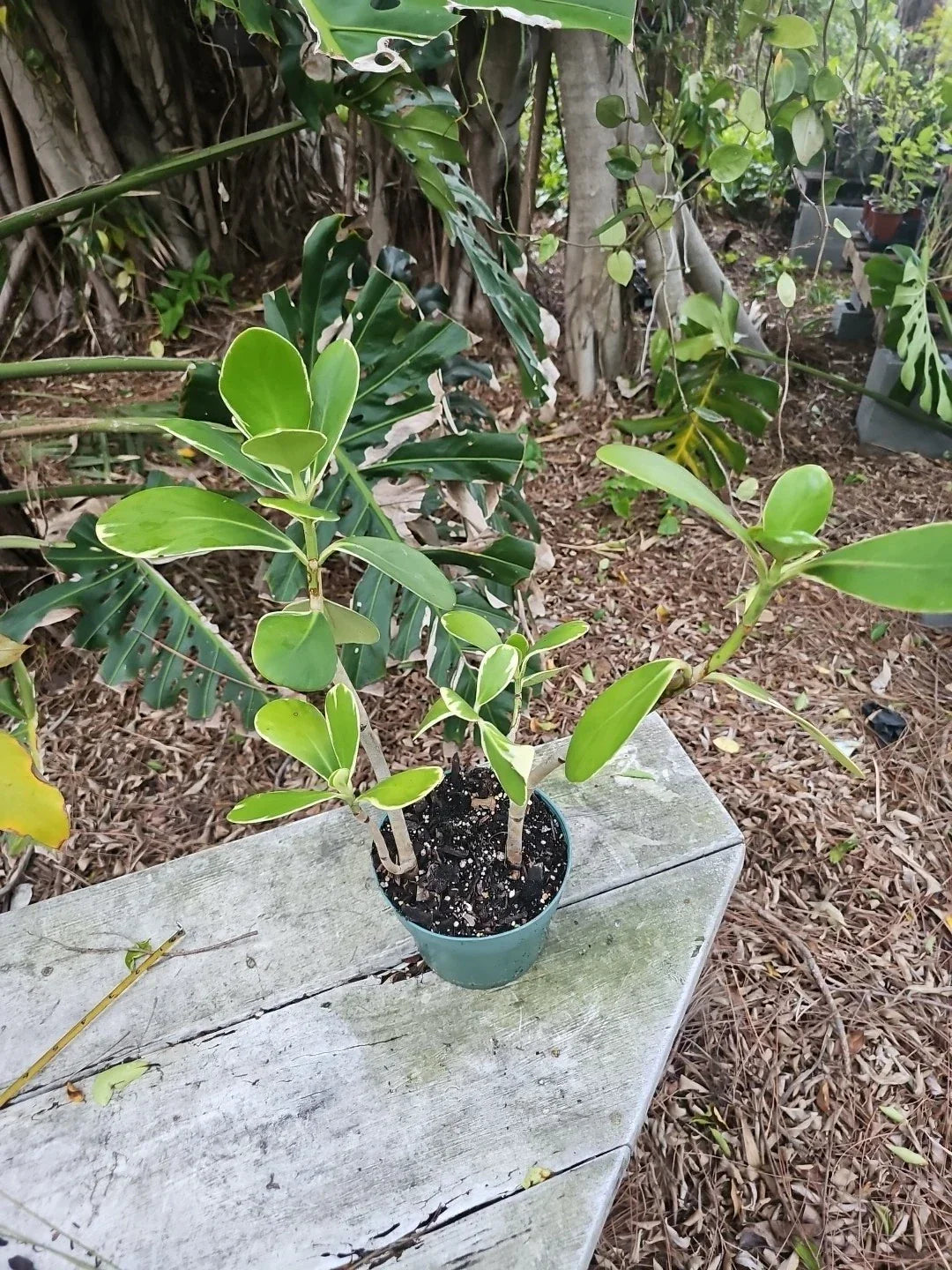 Clusia Rosea Variegated Pitch Apple Tree Plant - 6" Pot, Autograph Tree, Variegata Variety