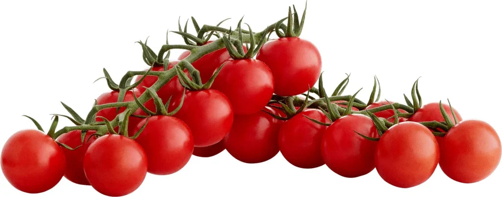 Sugar Bomb Cherry Tomato Seeds - Organic Non-GMO Heirloom Solanum lycopersicum, 100+ Seeds for Home Garden, Container & Raised Bed