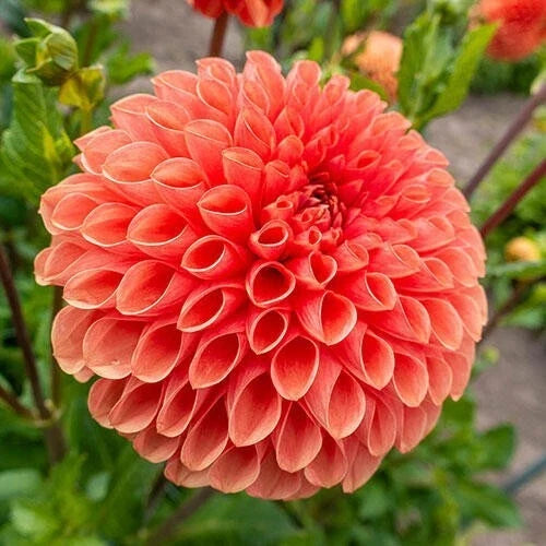 25 Linda Dahlia Seeds – Perennial Flower Seeds for Colorful Blooms – Dahlia pinnata