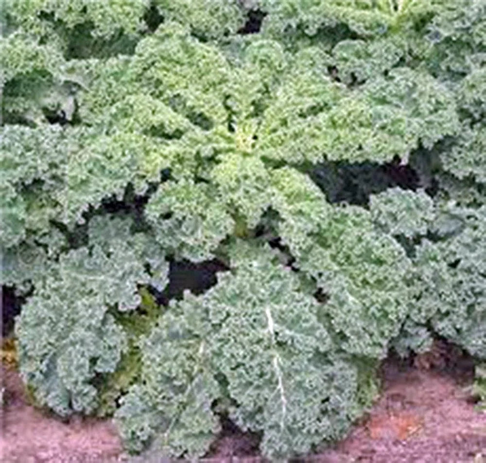 Dwarf Siberian Kale Seeds - Non-GMO, Heirloom, 100+ Seeds for Healthy Greens, Compact Growth Brassica oleracea var. sabellica