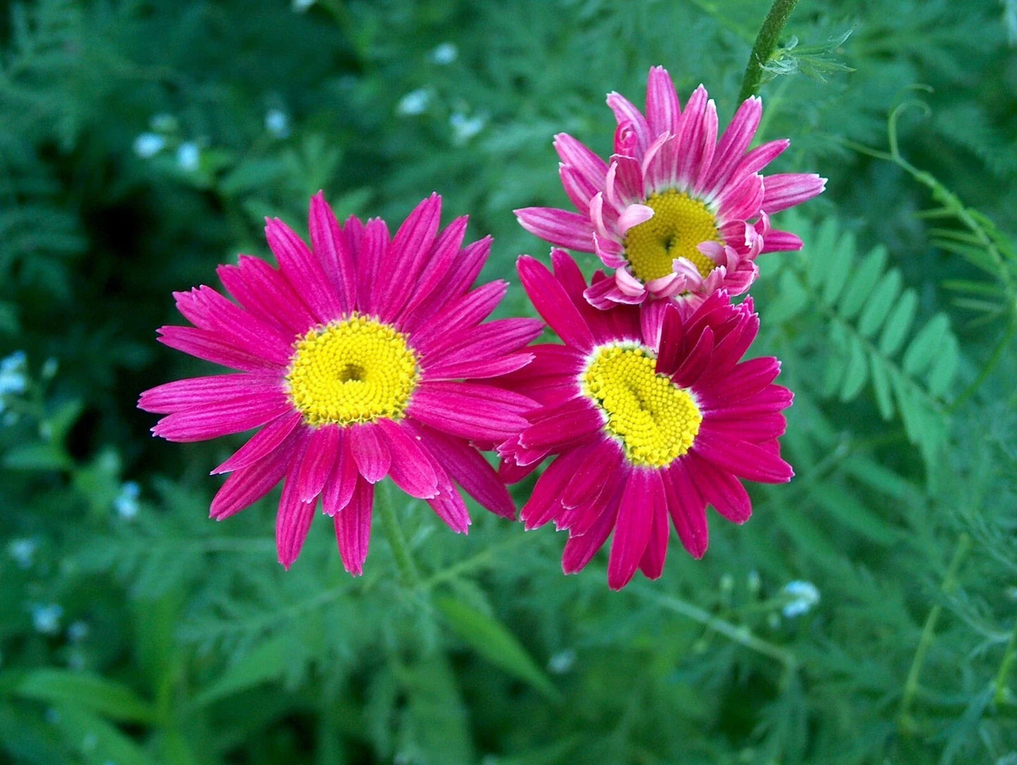 Bright Pink Painted Daisy Seeds - 200+ Bellis perennis Perennial for Garden Beds & Containers