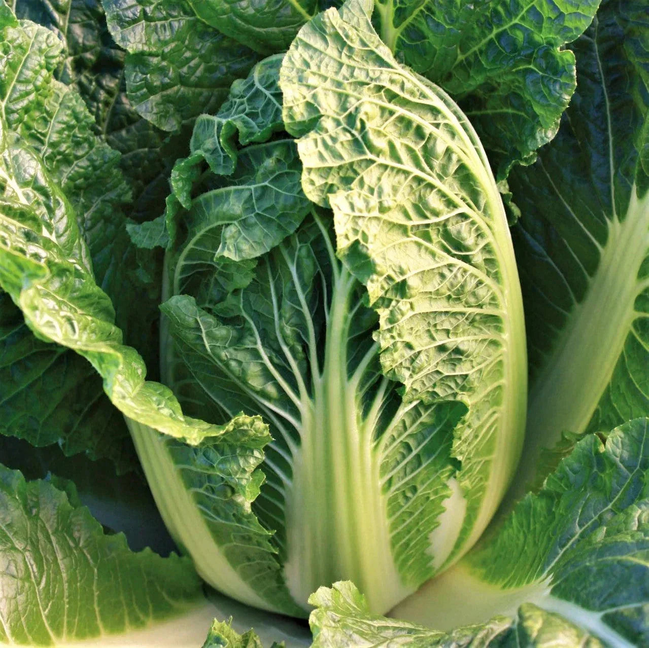 Kyoto No. 3 Chinese Napa Cabbage Seeds - USA Grown, Heading Variety, 60 Days to Harvest